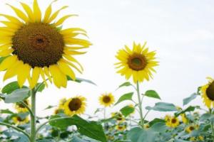 福勞爾花卉樂園